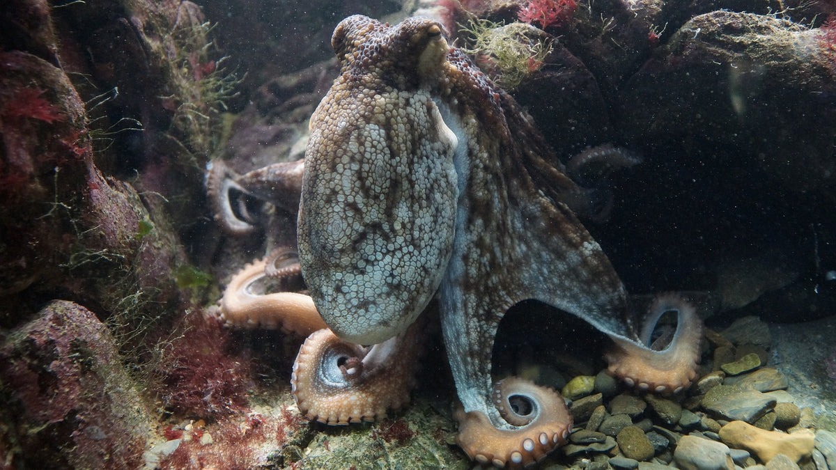 Mimic Octopus: Master of Deception in the Ocean Realm – Swim Figure
